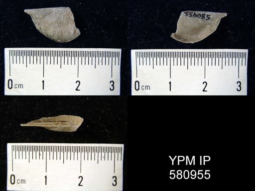 Strophonella?
