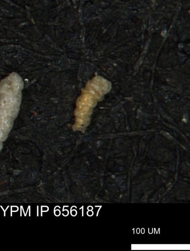 Verneuilinoides kansasensis