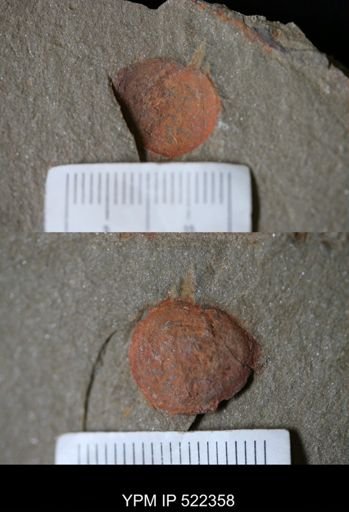 Chelicerata