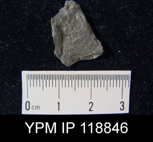 Leptaena rhomboidalis