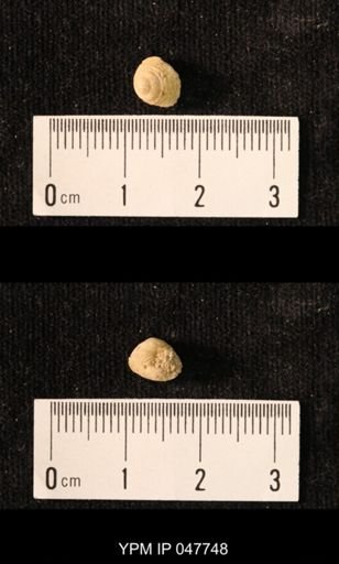 Margeritta sp.