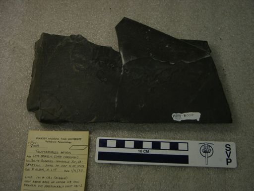 Tanytrachelos ahynis