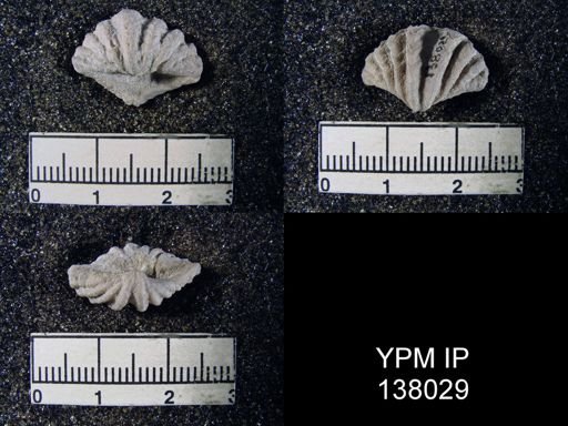 Punctospirifer cristata