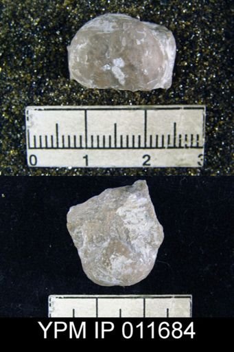 Marginifera whitei