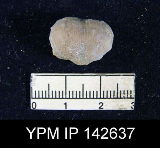 Marginifera typica