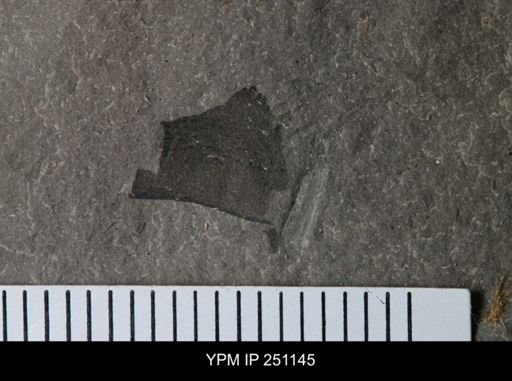 undet. Eurypterida