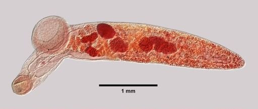 Gorgoderina attenuata