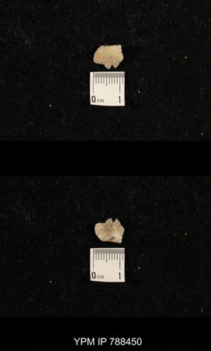 undet. Brachiopoda