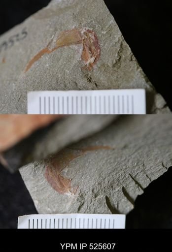 Marrellomorpha