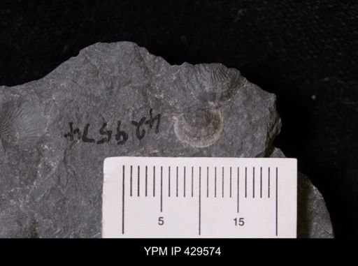 Devonochonetes