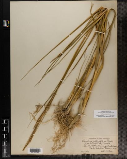 Plantae