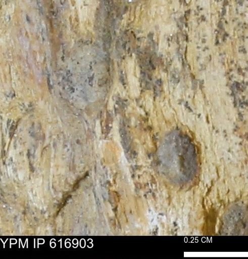 Teredo sp.