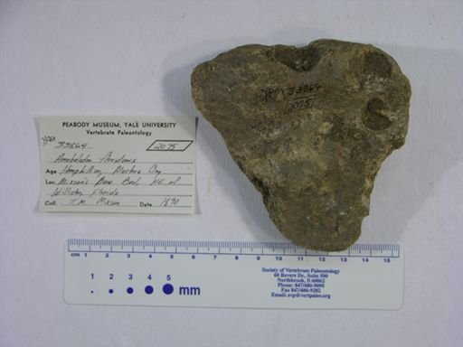 Amebelodon floridanus