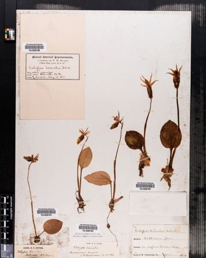 Calypso bulbosa