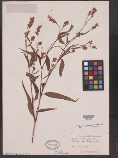 Polygonum pensylvanicum