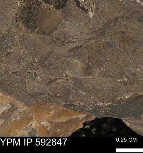 undet. Bivalvia