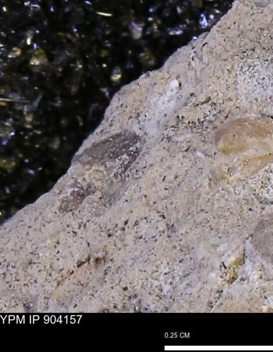 undet. Mollusca