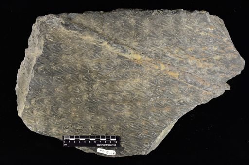 Lepidodendron sp.