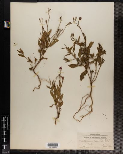 Plantae