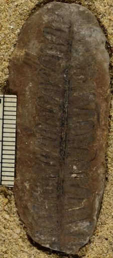 Pecopteris unita