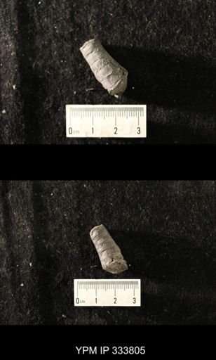 Orthoceras pelagicum