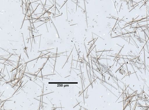 Clathria prolifera