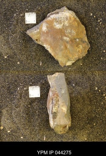 Hoploscaphites comprimus
