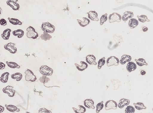 Apis mellifera