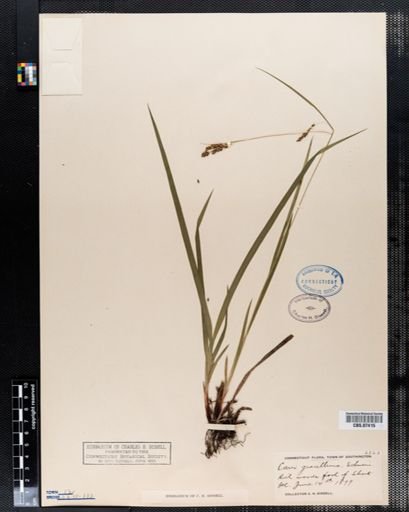 Carex gracillima
