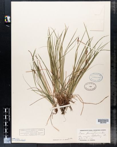 Carex pensylvanica