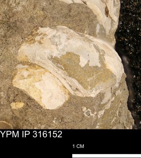 undet. Gastropoda