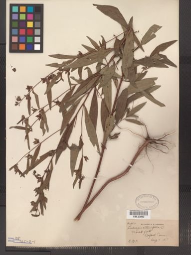 Ludwigia alternifolia