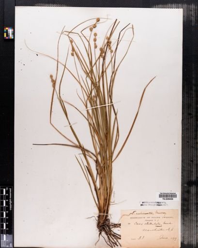 Carex echinata
