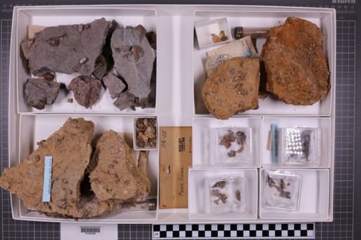 mixed taxa, stratigraphic collection