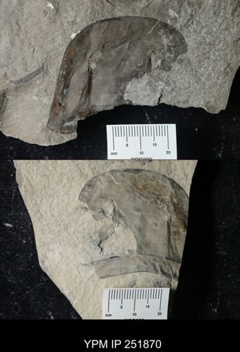 Eurypterus sp.