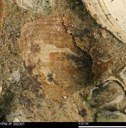 Limopsis?