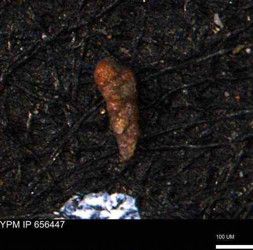 Verneuilinoides kansasensis