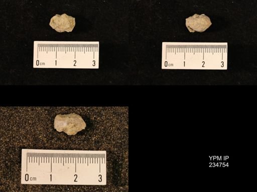 Marginifera splendens