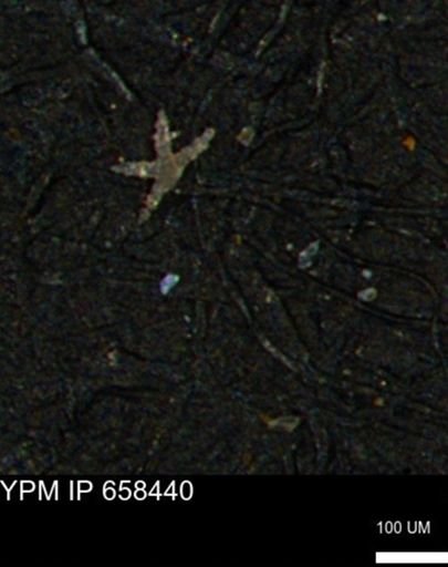undet. Porifera