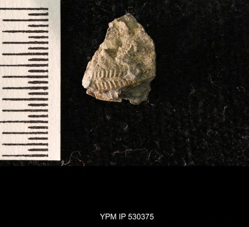Pentremites sp.
