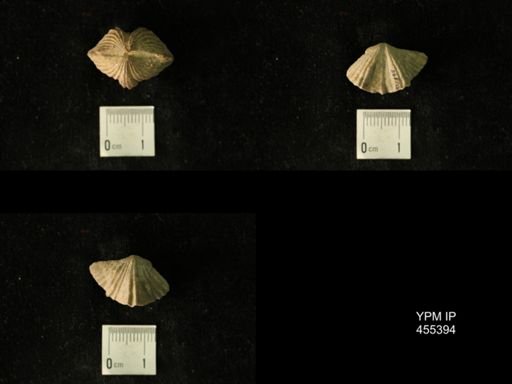 Platystrophia cypha