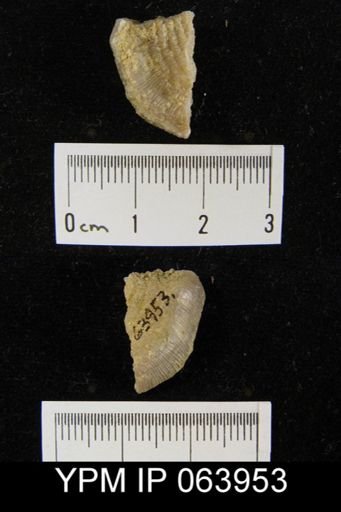 Leptaena tennesseensis