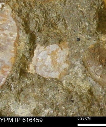 Protocardia subquadrata