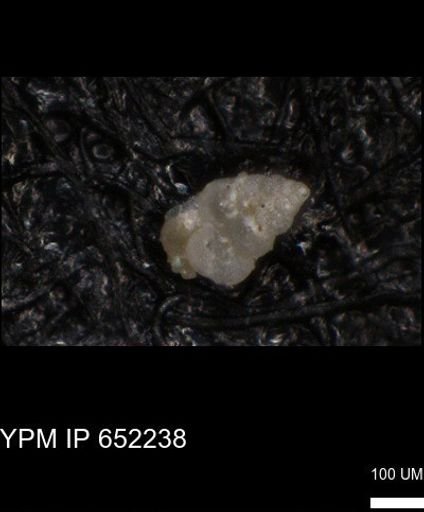 undet. Heterohelicidae