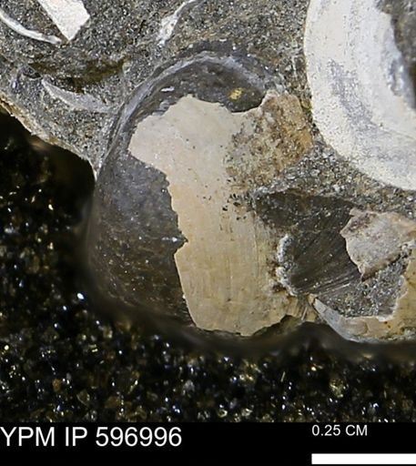 Protocardia subquadrata