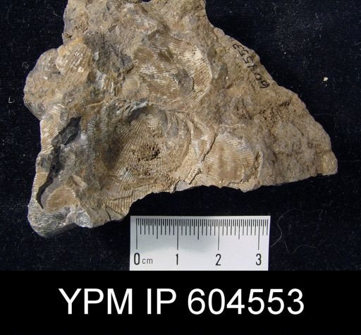 Linoprotonia?