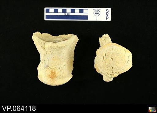 undet. Mosasauridae