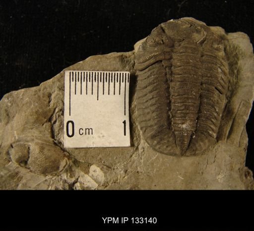 Phacops sp.