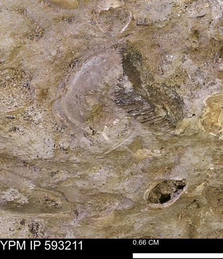 Inoceramus cuneatus