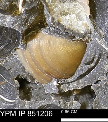 Limopsis striatopunctatus
